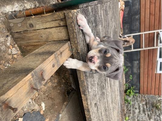 PoulaTo: Όμορφα κουτάβια Pitbull !!