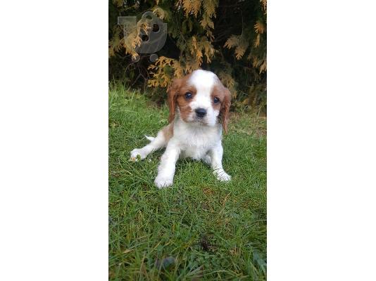 Cavalier βασιλιάς Charles Spaniel για Rehoming