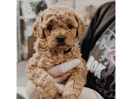όμορφο cavapoo έτοιμο
