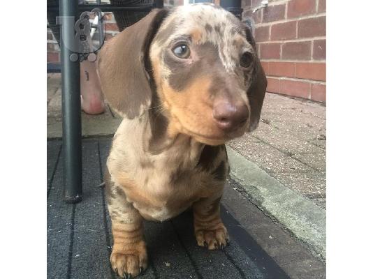 ΣΚΥΛΟΣ DACHSHUND