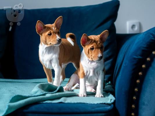 PoulaTo: Basenji κουτάβια προς πώληση