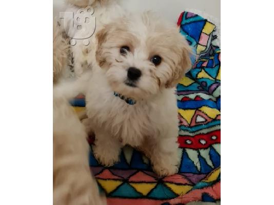 Διαθέσιμα χαριτωμένα κουτάβια Cavachon.