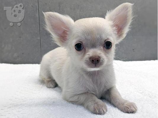 όμορφο chihuahua έτοιμο για υιοθέτηση