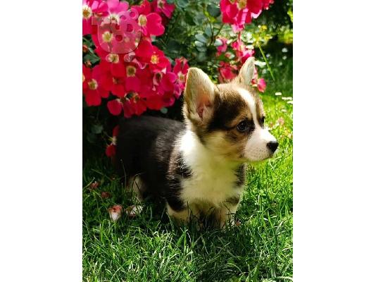Welsh Corgie κουτάβια