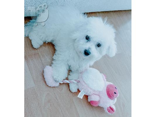 Όμορφα γεμάτα γενεαλογικά κουτάβια kc reg bichon frize,