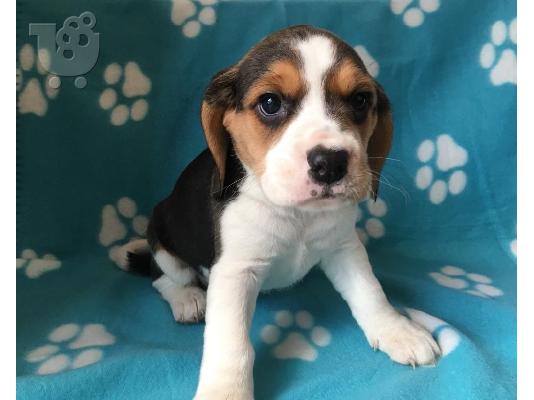 Beagle κουτάβια διαθέσιμα προς πώληση