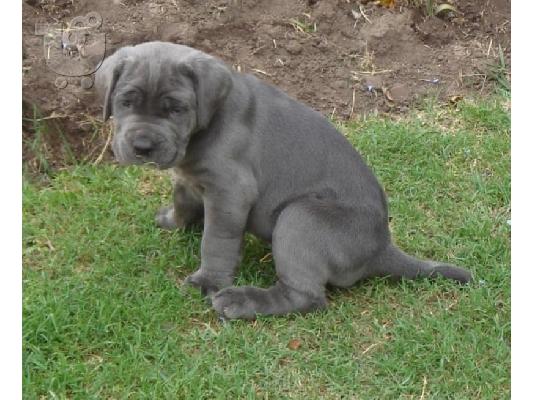 Ναπολιτάνικο Mastiff, αρσενικά και θηλυκά διαθέσιμα,