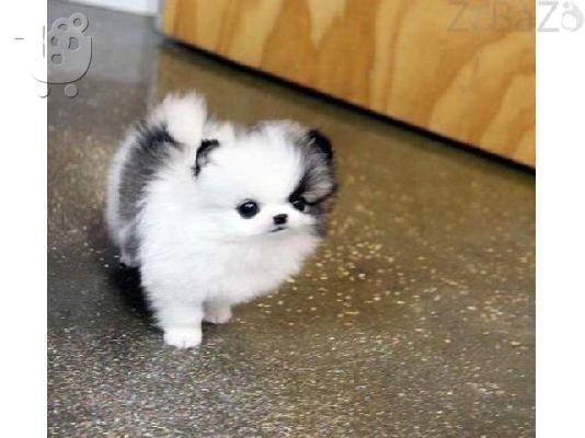 Ómorfa lefká krem koutávia pomeranian