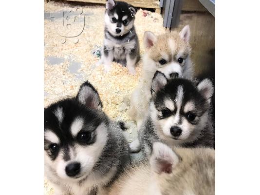 PoulaTo: Γνήσια εκπληκτική F3 Pomskies.