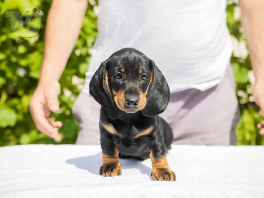 Standard Dachshund κουτάβια