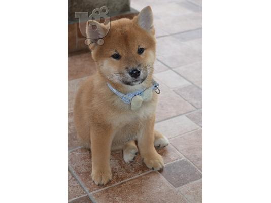 PoulaTo: Shiba Inu όμορφα κουτάβια