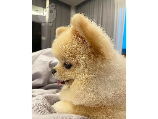 PoulaTo: Όμορφα κουτάβια pomeranian εγγεγραμμένα kc