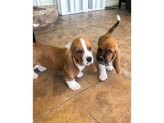 PoulaTo: amazing basset hound puppies for adoption