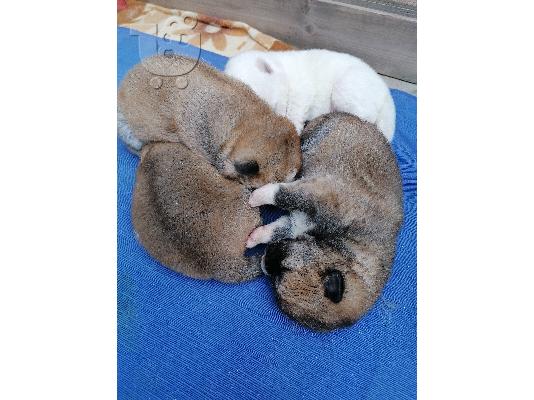 PoulaTo: Akita inu
