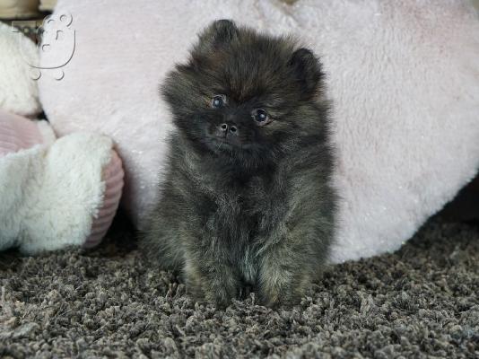 Σπάνιο εξωτικό χρώμα Πανέμορφα αγόρια Pomeranian