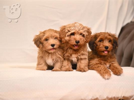Havanese Bichon κουτάβια