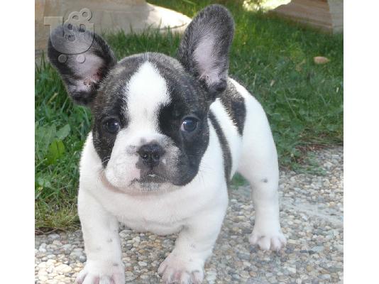 PoulaTo: French bulldog Blue