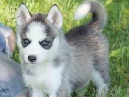 PoulaTo: Κουτάβια της Σιβηρίας Husky μπλε μάτια έτοιμο