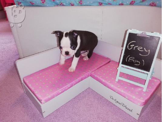 Όμορφα κουτάβια boston terrier προς πώληση