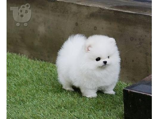 Όμορφα κουτάβια Pomeranian για καλό σπίτι