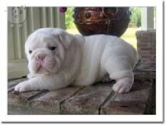 PoulaTo: κουτάβια englishbull για 300 €