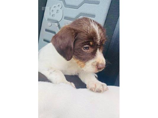Διαθέσιμα όμορφα κουτάβια Beagle