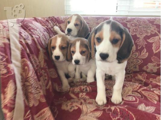PoulaTo: BEAGLE Κουτάβια διαθέσιμα