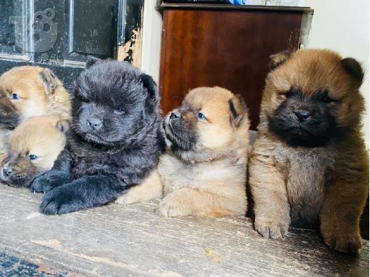 PoulaTo: Πώληση κουτάβια Kc Chow Chow