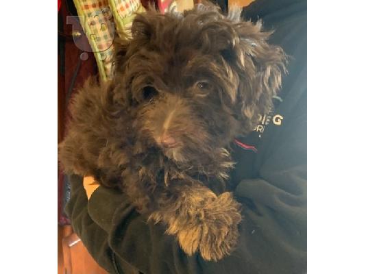 Όμορφα κουτάβια Havanese