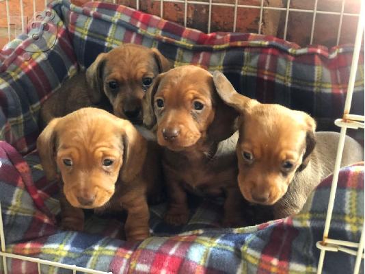 AKC Dachshunds