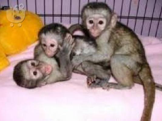 Ómorfi maïmoú Capuchin for Adoption steílte mas mínyma sto