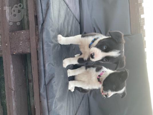PoulaTo: Πωλούνται κουτάβια Border Collie
