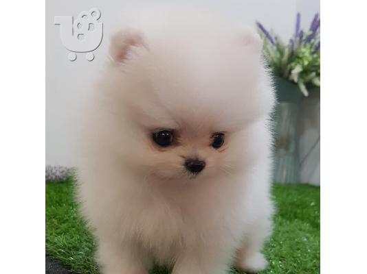 PoulaTo: Δύο φοβερά κουτάβια Pomeranian
