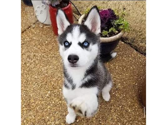 PoulaTo: γεροδεμένα κουτάβια/ siberian huskey