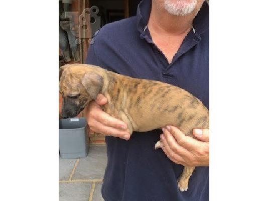Φανταστικά κουτάβια Whippet ραδιόφωνα