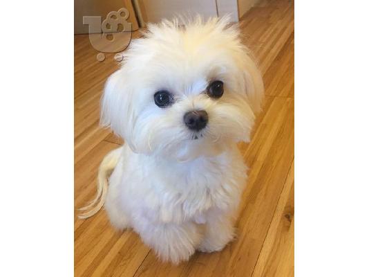 PoulaTo: Μάλτας mini / mini maltese