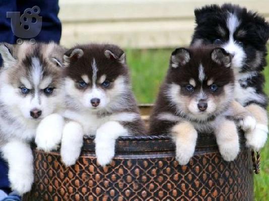 PoulaTo: Κουτάβια Pomsky