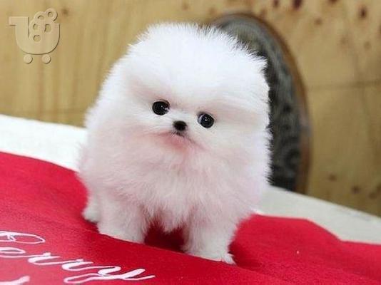 PoulaTo: Σπιτς μινι / pomeranian mini