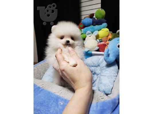 PoulaTo: pomeranian κουτάβια