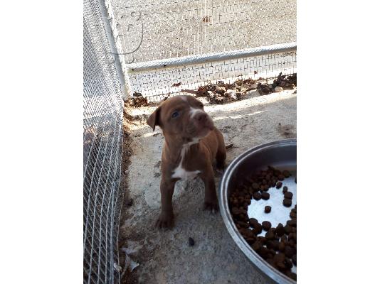 PoulaTo: Πωλούνται αρσενικά και θηλυκά κουτάβια Pitbull.