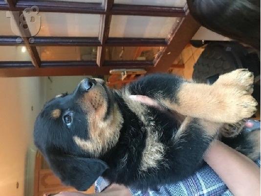 PoulaTo: wo Τα κουτάβια rottweiler  χρειάζονται μια νέα οικογένεια