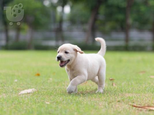 PoulaTo: Κουτάβια Labrador Retriever