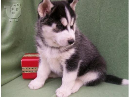 PoulaTo: Κουτάβια Husky Σιβηρίας.