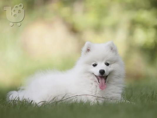 PoulaTo: Spitz mini