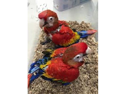 PoulaTo: μπλε και χρυσό παπαγάλο macaw για 200 €