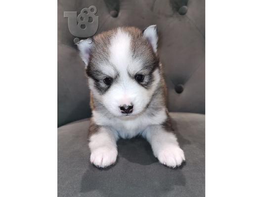Εκπληκτικά κουτάβια  Pomsky