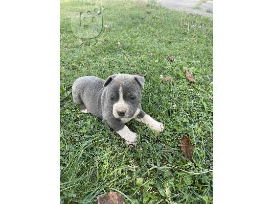 Αμερικανικό Stafford Terrier όμορφο κουτάβι