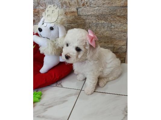 PoulaTo: Bichon Frize κουτάβια