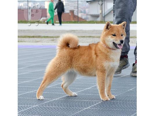 Shiba Inu κουτάβια