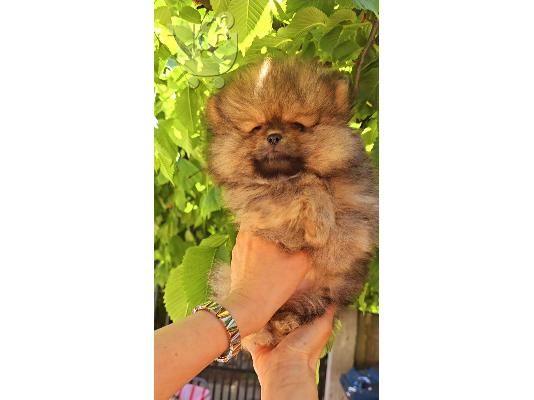 Pomeranian Spitz κουτάβια